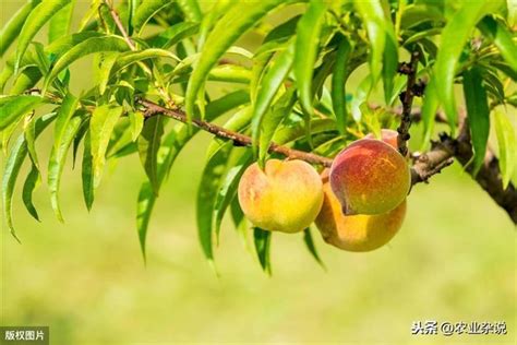 桃樹種植|【種桃樹】桃樹種植指南：從核果到繁茂果樹的完整秘訣 – 虞默莧。